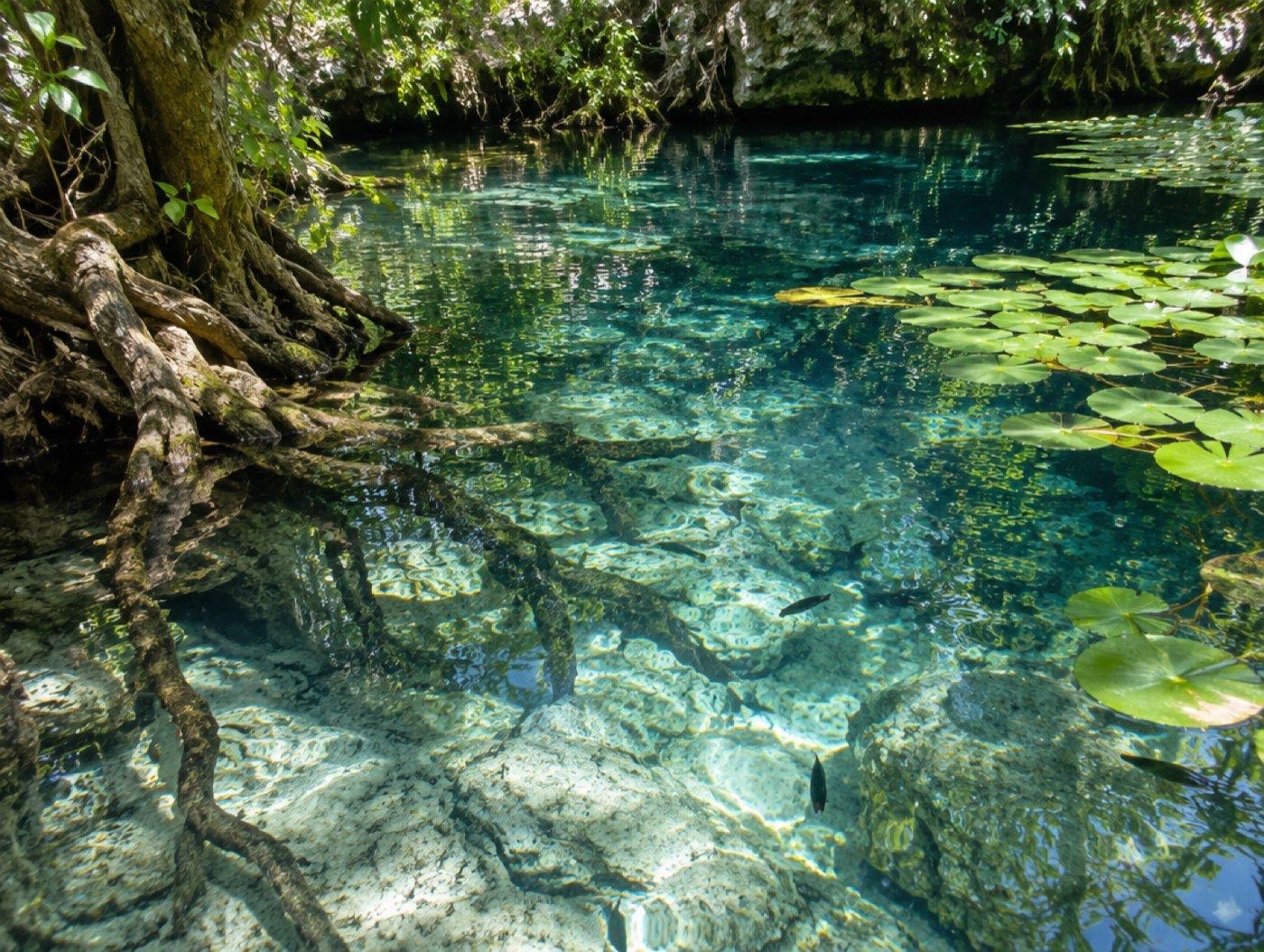 Agua tan clara que se ven el fondo de piedra caliza y las raíces de los árboles