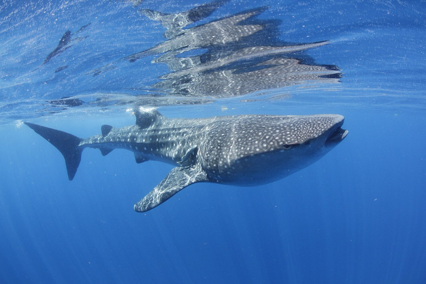 Un tiburón ballena frente a Isla Mujeres